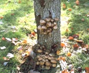 Oat Root Fungus Three