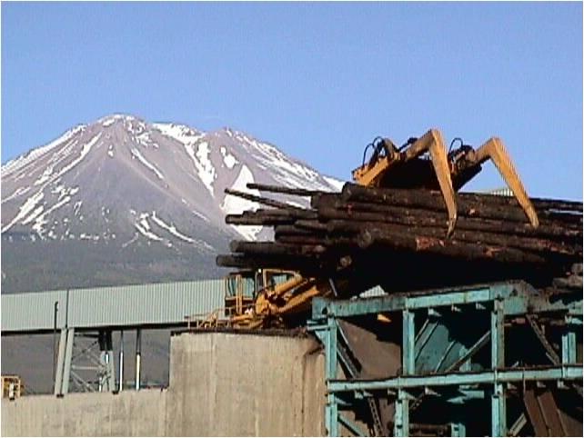 Biomass plant in Weed